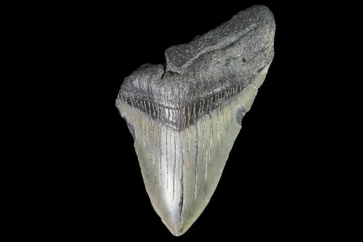 Partial, Fossil Megalodon Tooth #88999